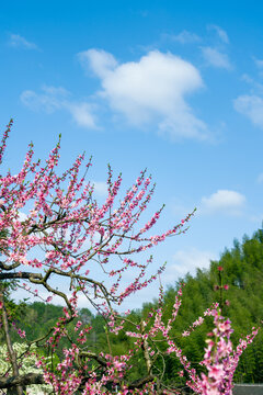 湖南南方山村桃花盛开美丽景象