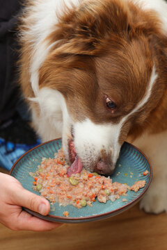 狗饭