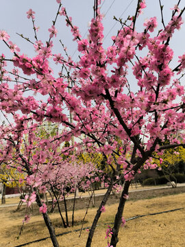 榆叶梅花团锦簇