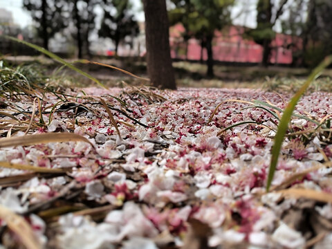 落花落英缤纷