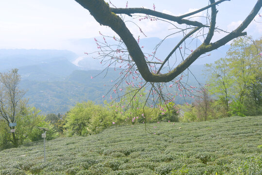 雅安蒙顶山茶树种植园春天