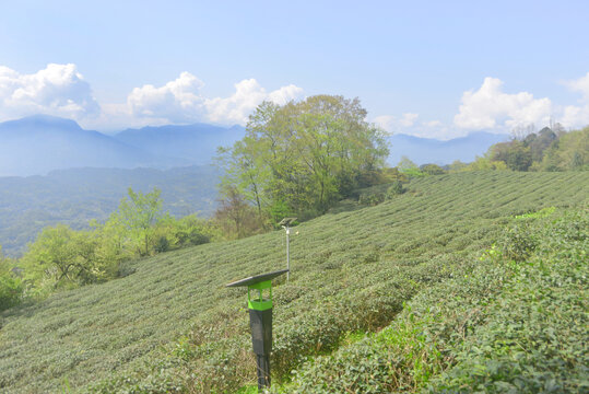 雅安蒙顶山茶树种植园