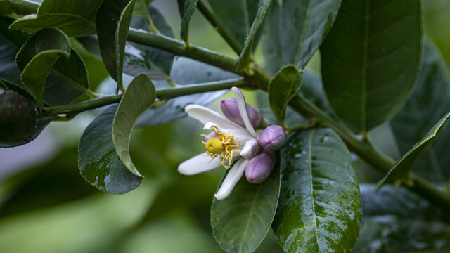 盛放柠檬花