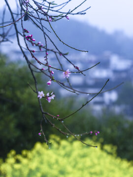 桃花滴雨