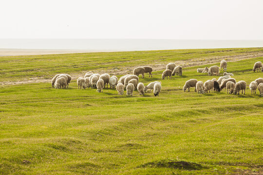草原春天羊群吃草