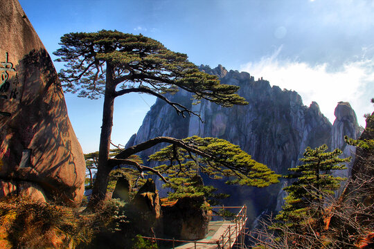 黄山迎客松