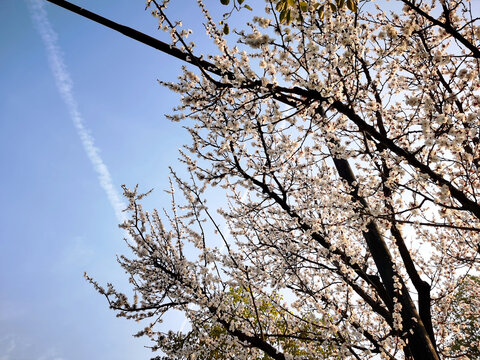 桃花绽放