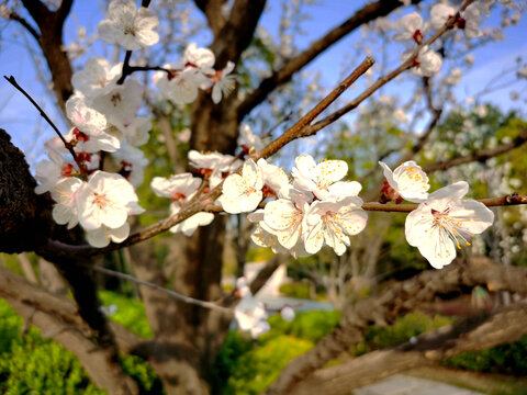 桃花