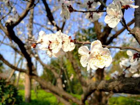 桃花特写