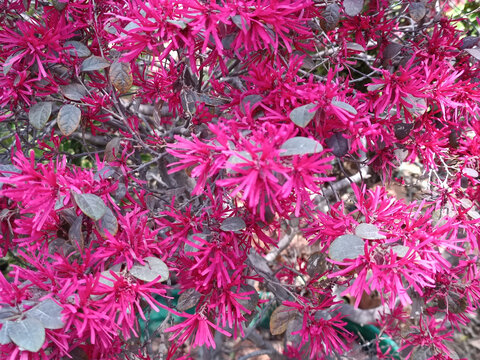 紫紅花