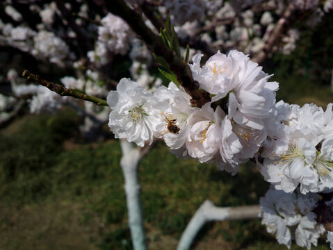 碧桃花