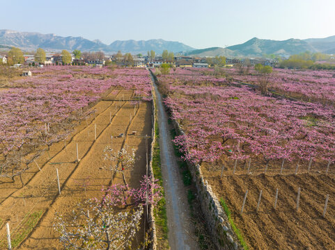 济南仲宫东泉泸村桃花盛开