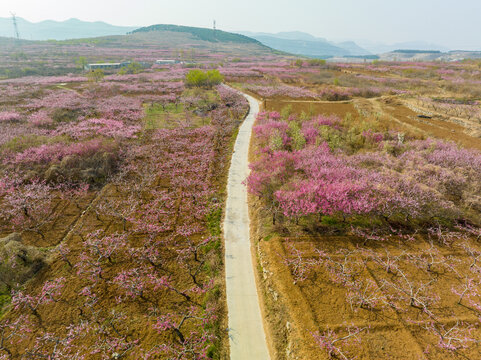 济南仲宫东泉泸村桃花盛开