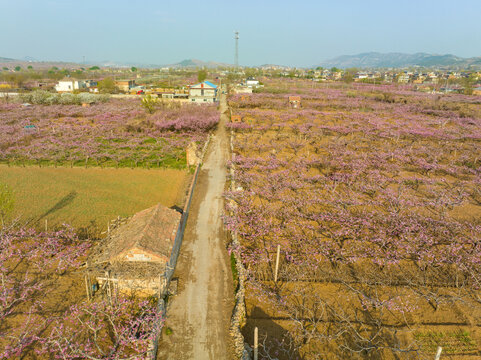 济南仲宫东泉泸村桃花盛开