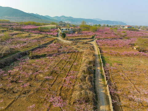 济南仲宫东泉泸村桃花盛开