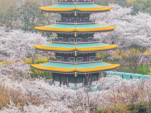 武汉东湖磨山樱花园春季风光