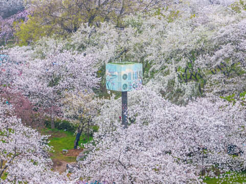 武汉东湖磨山樱花园春季风光