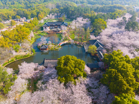 武汉东湖磨山樱花园春季风光