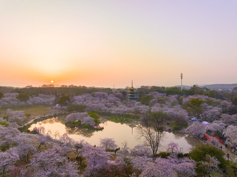 武汉东湖磨山樱花园春季风光