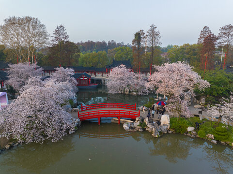 武汉东湖磨山樱花园春季风光