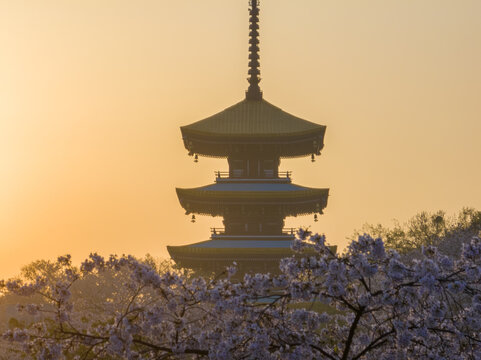 武汉东湖磨山樱花园春季风光