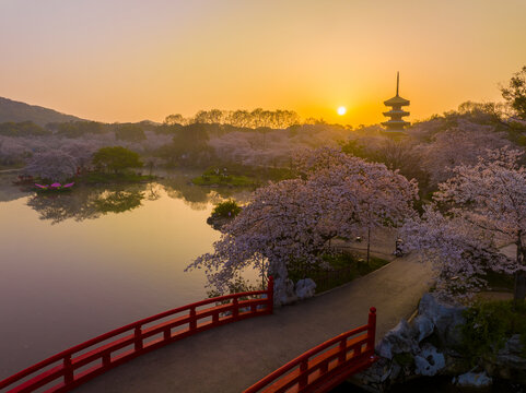 武汉东湖磨山樱花园春季风光