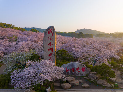 武汉东湖磨山樱花园春季风光