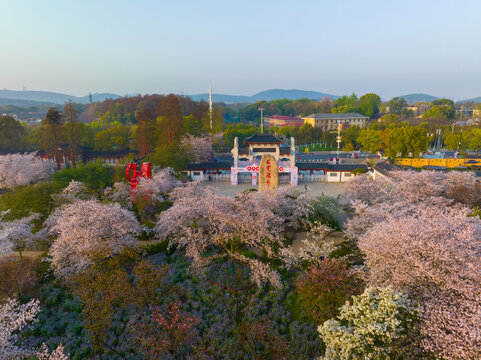 武汉东湖磨山樱花园春季风光