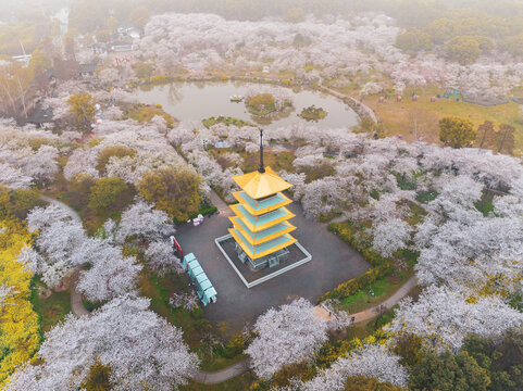 武汉东湖磨山樱花园春季风光