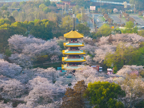 武汉东湖磨山樱花园春季风光