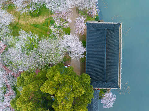 武汉东湖磨山樱花园春季风光