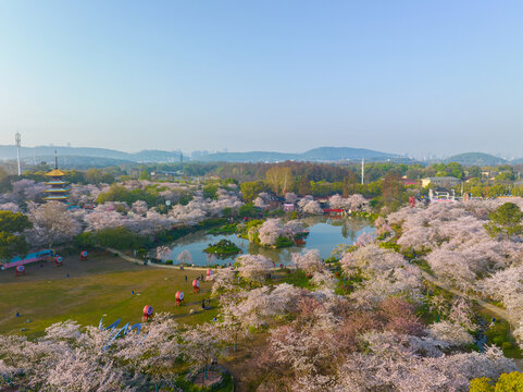 武汉东湖磨山樱花园春季风光