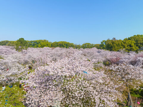 武汉东湖磨山樱花园春季风光