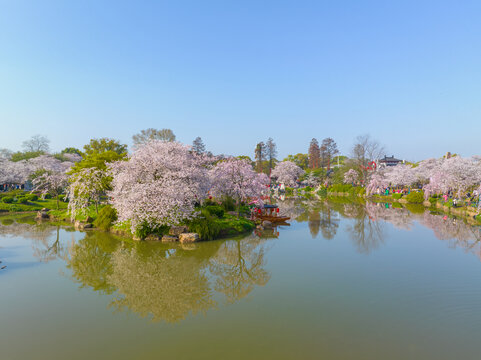 武汉东湖磨山樱花园春季风光