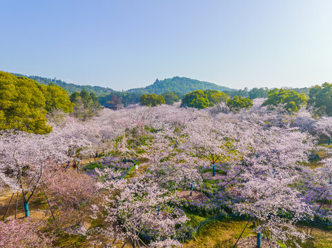 武汉东湖磨山樱花园春季风光