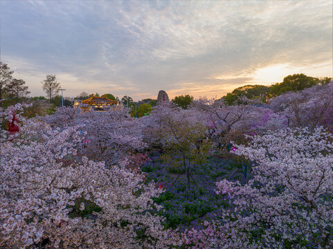 武汉东湖磨山樱花园夜景风光