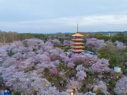 武汉东湖磨山樱花园夜景风光