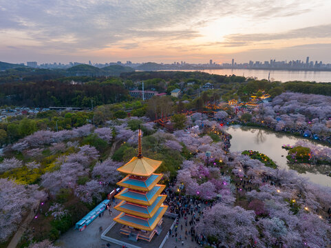 武汉东湖磨山樱花园夜景风光