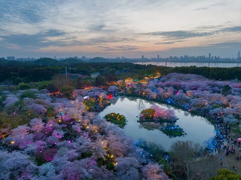 武汉东湖磨山樱花园夜景风光