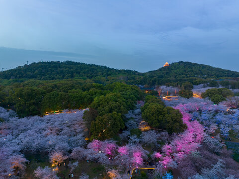 武汉东湖磨山樱花园夜景风光