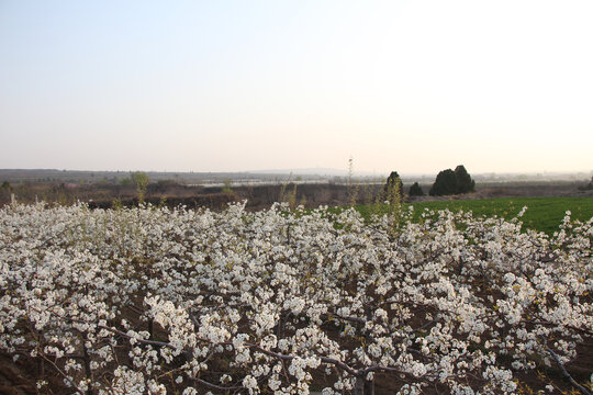 春天田野