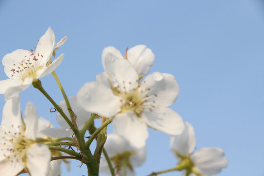 梨花特写