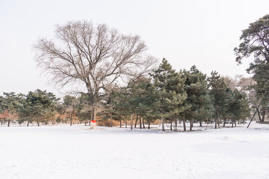 冬天雪后沈阳北陵公园风景