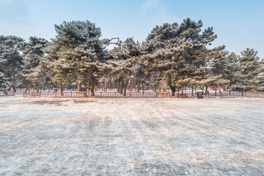 冬天雪后沈阳北陵公园风景