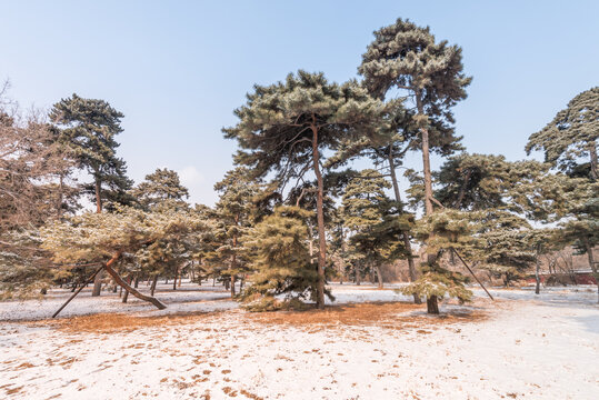 冬天雪后沈阳北陵公园风景