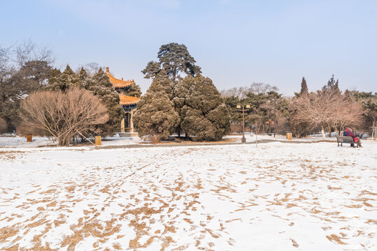 冬天雪后沈阳北陵公园风景