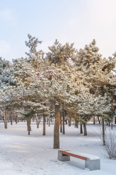 雪后沈阳北陵公园的道路树林