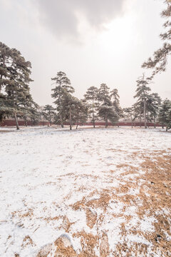 雪后沈阳北陵公园的道路树林