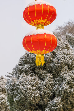 雪后沈阳北陵公园里的红灯笼