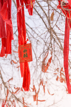 冬季白天的祈福树特写